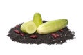 Cucumber on the black sesame isolated Royalty Free Stock Photo