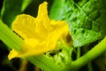 Cucumber blooming bush. Blossom of cucumber plant close up. Yellow flower and fresh green leaves Royalty Free Stock Photo