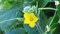 Cucumis sativus. Cucumber blooming in garden. Yellow cucumber blossom close up view on green leaves and blurred background.