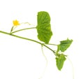 Cucumber braid with orange flower and green leaves on white background, isolate, Vegetable