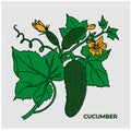 Cucumber on a branch with leaves.