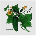 Cucumber on a branch with leaves. Vector.