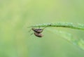 cucumber bugs mating Royalty Free Stock Photo