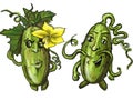 Cucumber cartoon character illustration. Couple of cute comic vegetables.