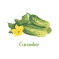 Cucumber. Cartoon vector icon isolated on white background.
