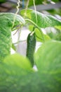 Cucumber. Close-up. Art lens. Swirl bokeh.