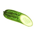 Cucumber Colorful Illustration