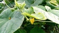 Cucumber creeper plant and flower
