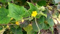 Cucumber creeper plant and flowers