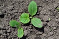 Cucumber. Cucumis sativus, an annual herb. Young shoots