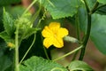 Cucumber or Cucumis sativus creeping vine plant with single bright yellow fully open flower growing in local garden surrounded