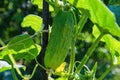 Cucumber Cucumis sativus in vegetable garden.