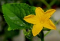 Yellow flower of Cucumber