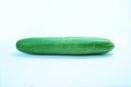 The cucumber Cucumis sativus