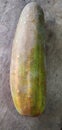 Cucumber Cucumis sativus is a widely-cultivated creeping vine plant In India