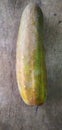 Cucumber Cucumis sativus is a widely-cultivated creeping vine plant In India