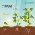 Cucumber or cuke on creeping vine infographic