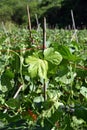 Cucumber disorder symptom, plant disease Royalty Free Stock Photo
