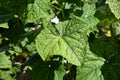 Cucumber disorder symptom, plant disease Royalty Free Stock Photo