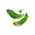 Cucumber, drawing by watercolor and ink with paint splashes on w