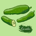 Cucumber drawn vector