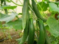 Cucumber greenhouse english Cucumis sativus seedless bio green vegetable harvest farmer farming folio European fresh Royalty Free Stock Photo