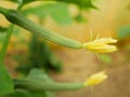 Cucumber english young growing Cucumis sativus seedless bio green vegetable plant farmer farming greenhouse folio Royalty Free Stock Photo