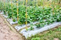 Cucumber farm background. Young cucumber agriculture at farm
