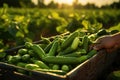 Cucumber farm during harvesting season. AI Generated