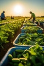 Cucumber farm during harvesting season, with workers carefully picking ripe cucumbers. AI Generated