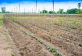 Cucumber field growing with drip irrigation system.