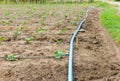 Cucumber field growing with drip irrigation system. Royalty Free Stock Photo