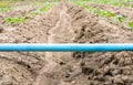 Cucumber field growing with drip irrigation system. Royalty Free Stock Photo