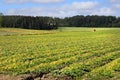 Cucumber Field in July Royalty Free Stock Photo