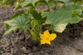 Cucumber flower