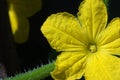 Cucumber flower Royalty Free Stock Photo