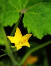 Cucumber flower Royalty Free Stock Photo