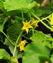 Cucumber flower Royalty Free Stock Photo