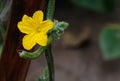 Cucumber flower