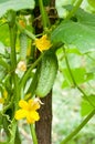 Cucumber and flower