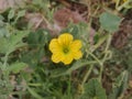 Cucumber flower, beautiful yellow flower on grounds