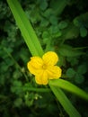 Cucumber flower blossoming from the grass