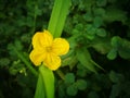 Cucumber flower blossoming from the grass