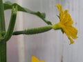 Cucumber flower Bud. Large flower yellow. Olericulture Royalty Free Stock Photo