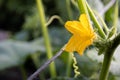 Cucumber flower on green leaves on cucumber flowering field. Blossom Royalty Free Stock Photo