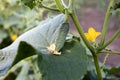 Cucumber flower on green leaves on cucumber flowering field. Blossom Royalty Free Stock Photo