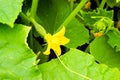 Cucumber with a flower among the leaves in the garden under the rays of the sun. Planting vegetables on the farm Royalty Free Stock Photo