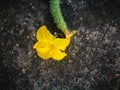 Cucumber flower lying on the hard ground