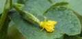 Cucumber flower and ovary on the green leaf. Yellow blossom and young fruit close-up