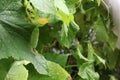 Cucumber flower and ovary on the green leaf. Yellow blossom and young fruit close-up. Organic crop in the rural garden.